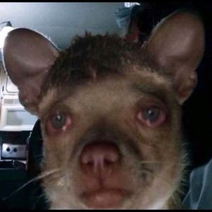 Meet your Posher, Cj